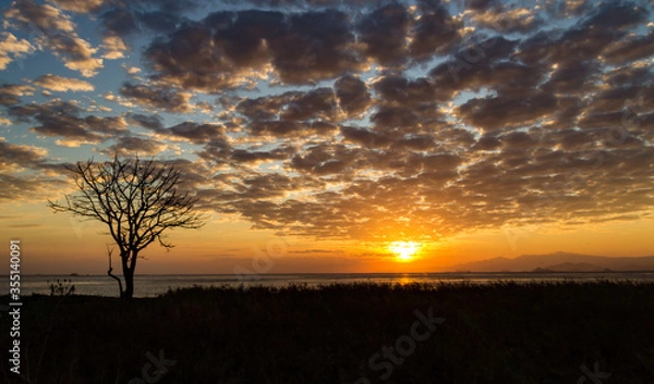 Obraz Trees in the Sunrise