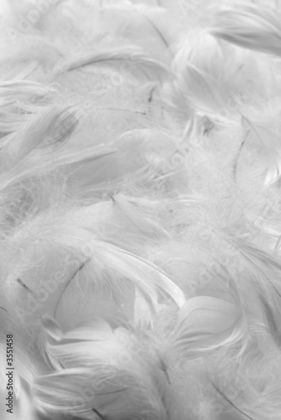 Obraz Feathers bw background