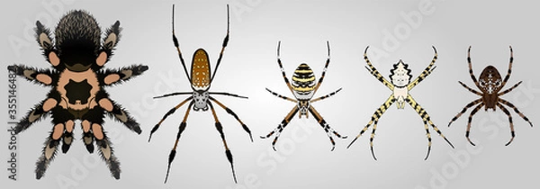 Fototapeta Set of 4 vector spiders. From left to right: Redknee tarantula, Nephila golden orb weaver, Argiope bruennichi, Argiope lobata and Cross spider.