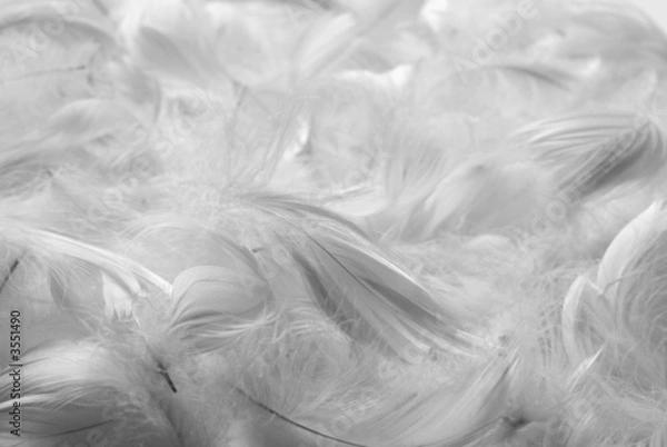 Obraz Feathers bw background