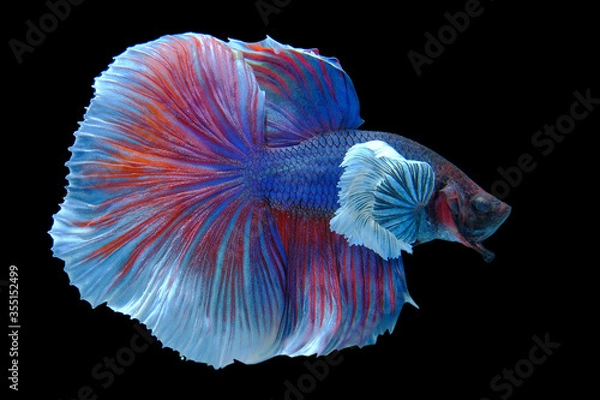 Fototapeta Close up art movement of Multi colour betta fish,Siamese fighting fish isolated on black background.  