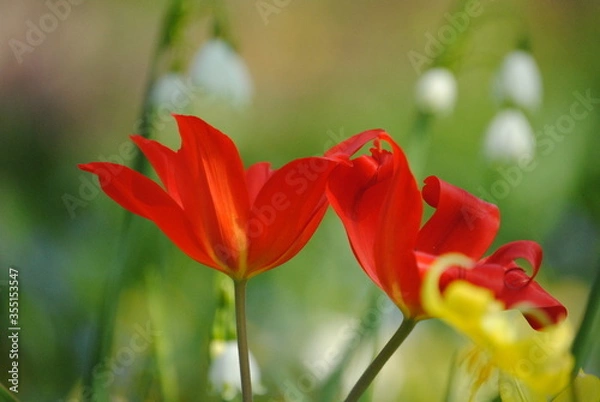 Fototapeta red flower