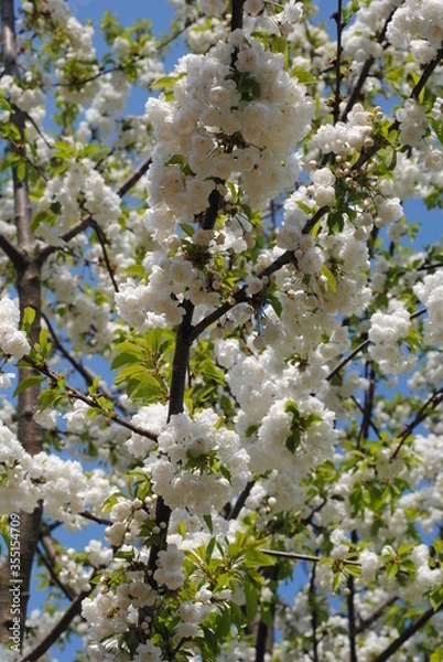 Fototapeta blooming apple tree