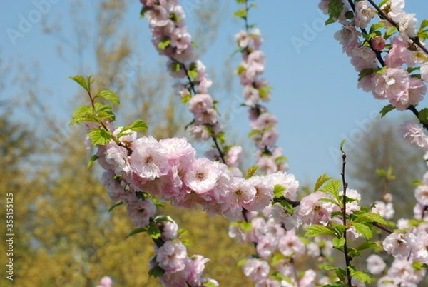 Fototapeta blooming cherry tree