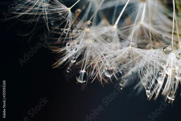 Obraz close-up of white dandelion fluff with water drops