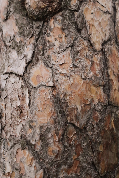 Fototapeta Pine bark