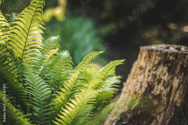 Obraz Pflanzen am Teich