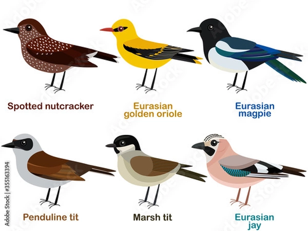 Fototapeta Vector illustration set of cute European bird cartoons - Spotted nutcracker, Eurasian golden oriole, Marsh tit, Eurasian magpie, Penduline tit, Eurasian jay