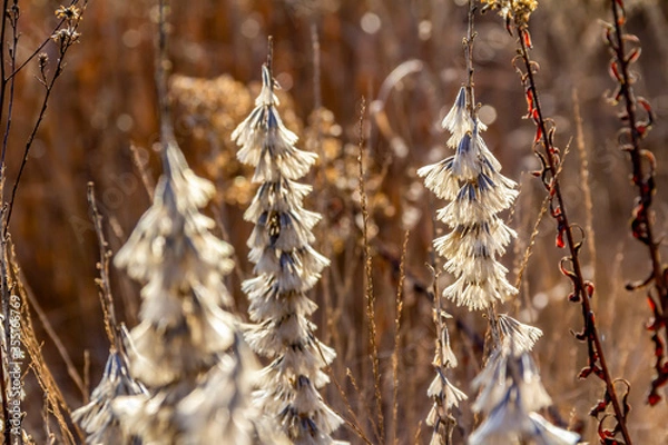 Fototapeta arid vegetation closeup