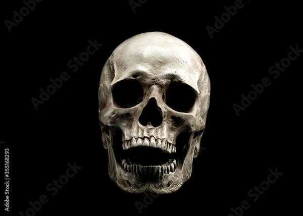 Fototapeta Laughing Human Skull.  Evil Skeleton. Skull with open mouth isolated on black background.