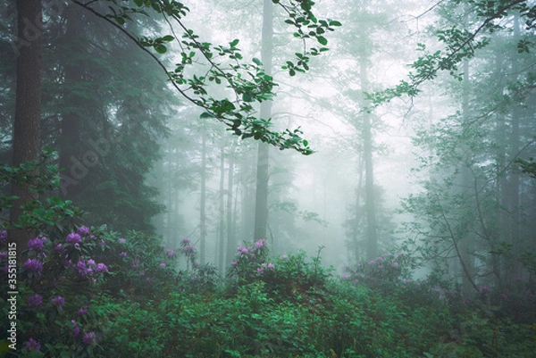 Fototapeta Mystic and foggy forest with pink / purple rhododendron flowers. Landscape photo was taken at forest near Camlihemsin, Rize, Turkey.          