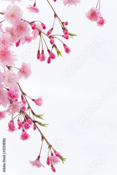 Obraz cherry blossom