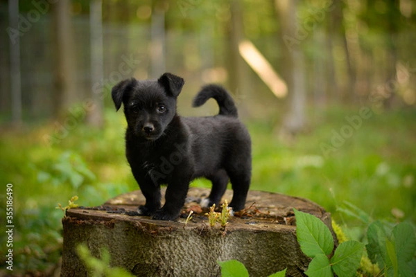 Fototapeta Beautiful little cute black puppy standing on the tree stamp in the park forest