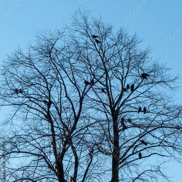 Obraz Silhouettes of starling birds resting in a tree
