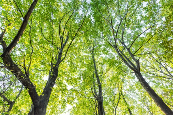 Fototapeta 新緑の森