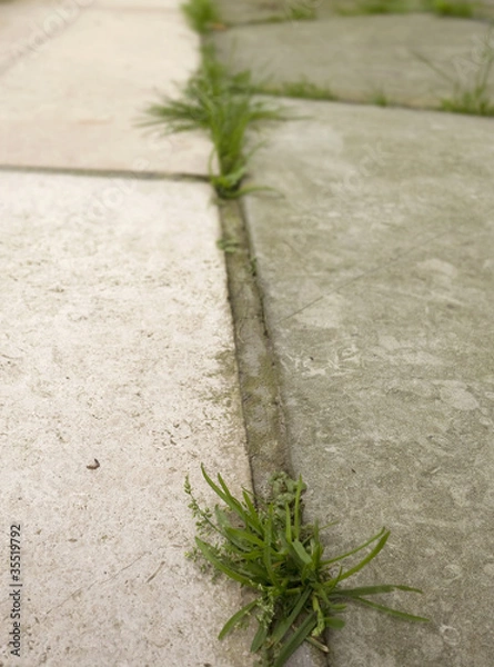 Obraz unkraut auf strasse