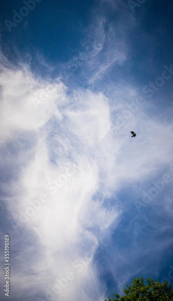 Obraz bird flying high in the beautiful sky