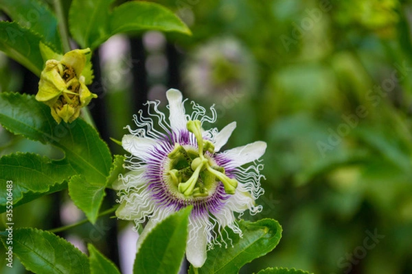 Obraz passionary flower