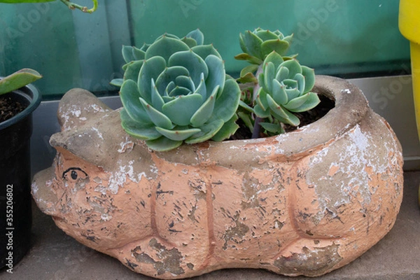 Obraz succulents on a pork pot