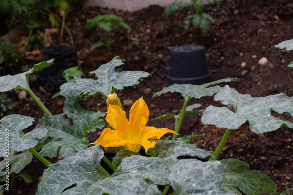 Obraz home gardening