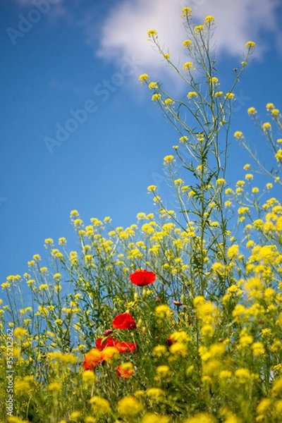 Obraz Maki i  rzepak