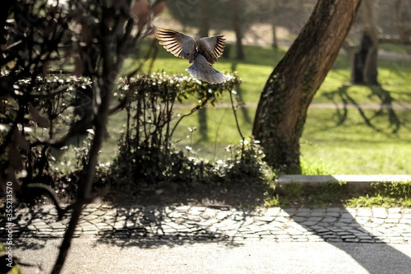 Fototapeta Flying pigeon in Borghese Park. Rome