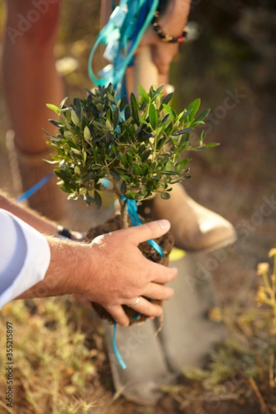 Obraz Planting a small olive tree 