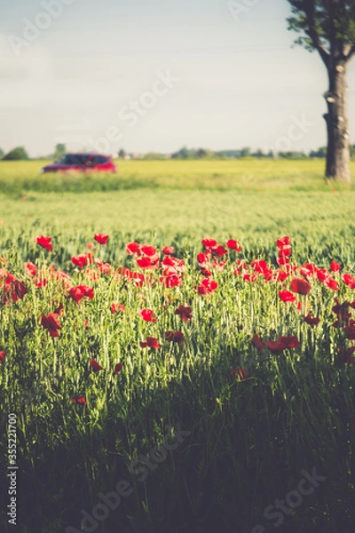 Obraz Czerwone auto i mak