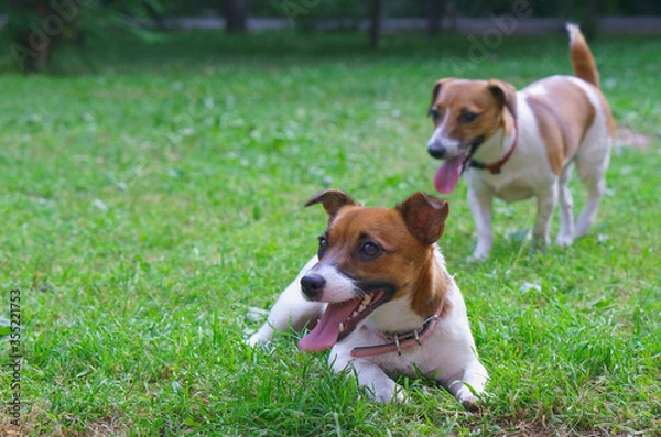 Fototapeta Happy Jack Russell Terrier breed dogs play in the park on the grass.