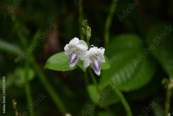 Obraz Goutte de fleur