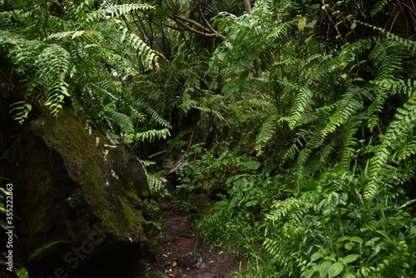 Obraz Forêt magique
