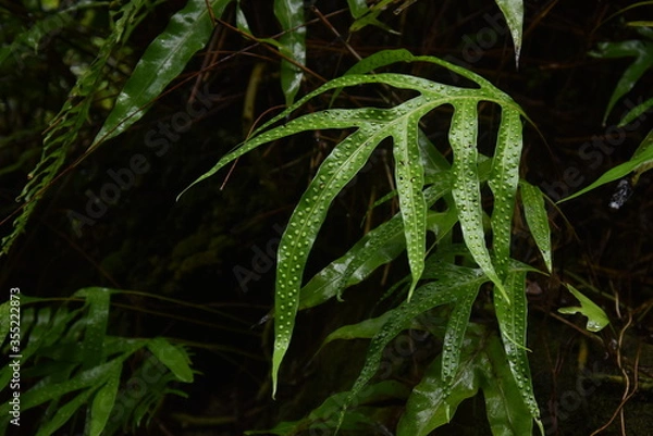 Obraz Feuille à points