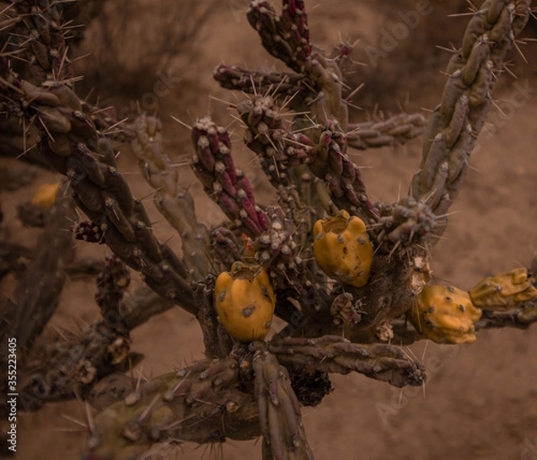 Obraz Fruto de Cardenche