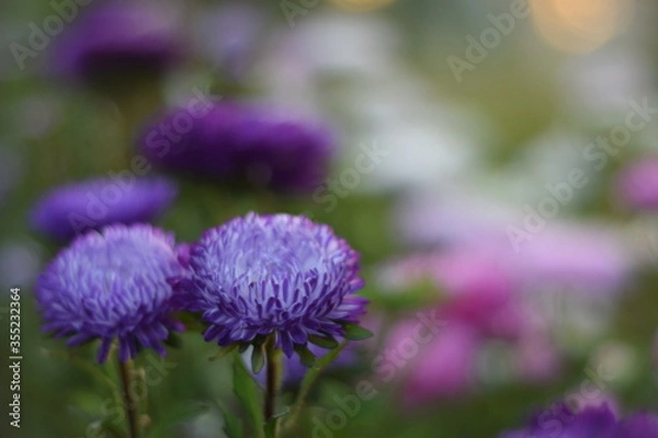 Obraz purple thistle flower 
asters