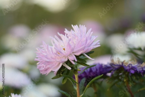Obraz purple thistle flower