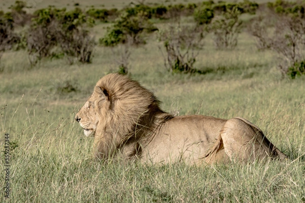 Fototapeta Wild Life