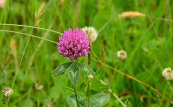 Fototapeta Koniczyna czerwona