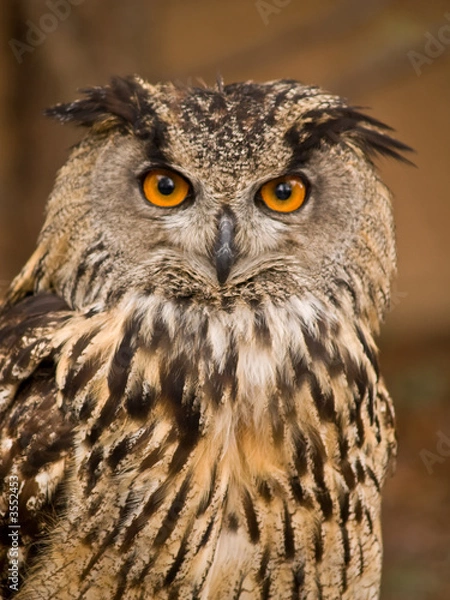 Fototapeta Portrait of wise owl with beautiful eyes