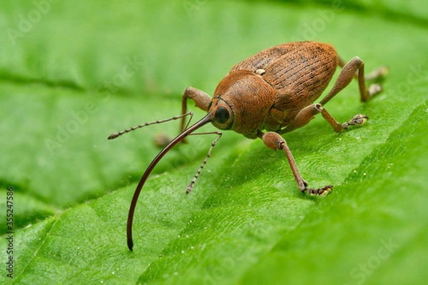 Fototapeta Hazel nut weevil (Curculio nucum) on green leaf, Czech Republic, Europe