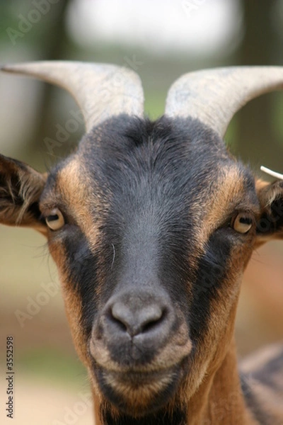 Obraz biquette a la ferme