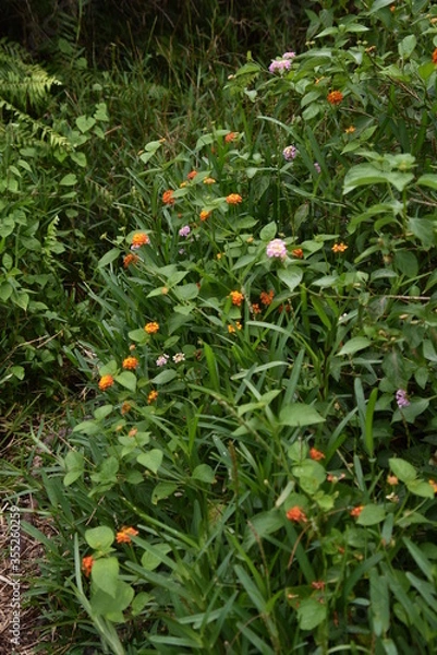 Obraz Pointes de couleurs