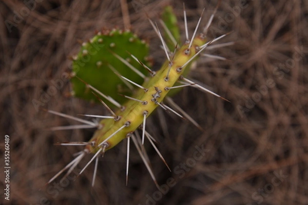 Obraz Ca piiiiiique !