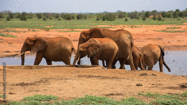 Fototapeta A Group of Elephants in Tsavo East NAtional Park