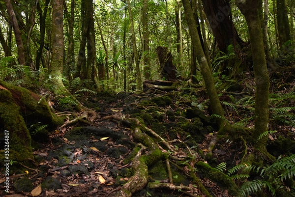 Obraz Comme une jungle