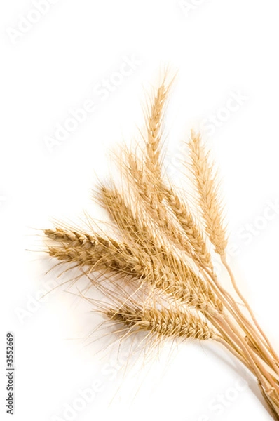 Obraz pszenica na białym