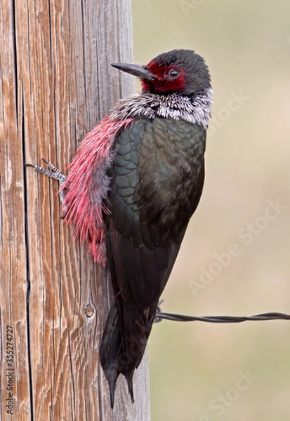 Obraz Lewis's Woodpecker