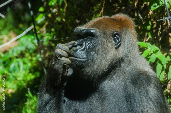 Fototapeta Gorilla picking its nose