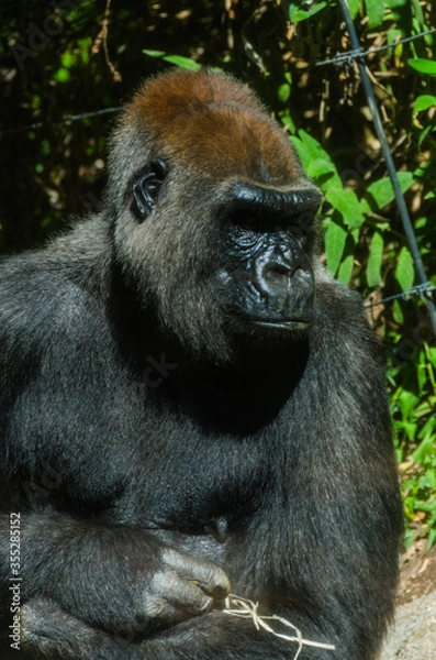 Obraz Gorilla sits in the sun