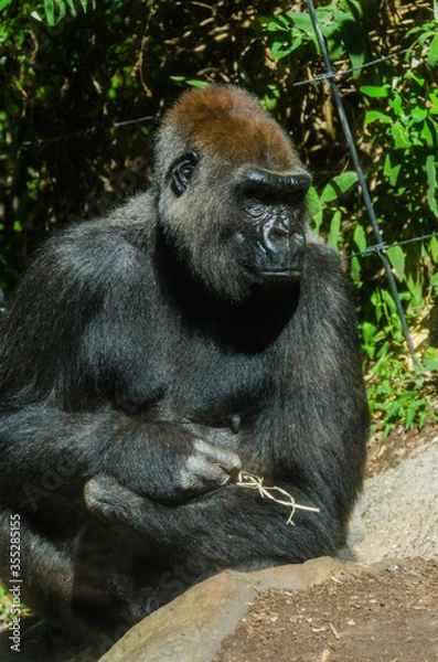 Obraz Gorilla sits in the sun