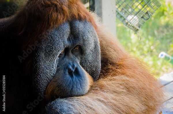 Fototapeta Shy old orangutan